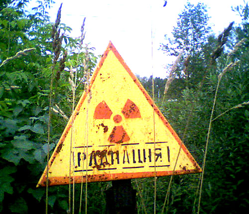 В Брянской области ведется заготовка радиоактивной древесины!